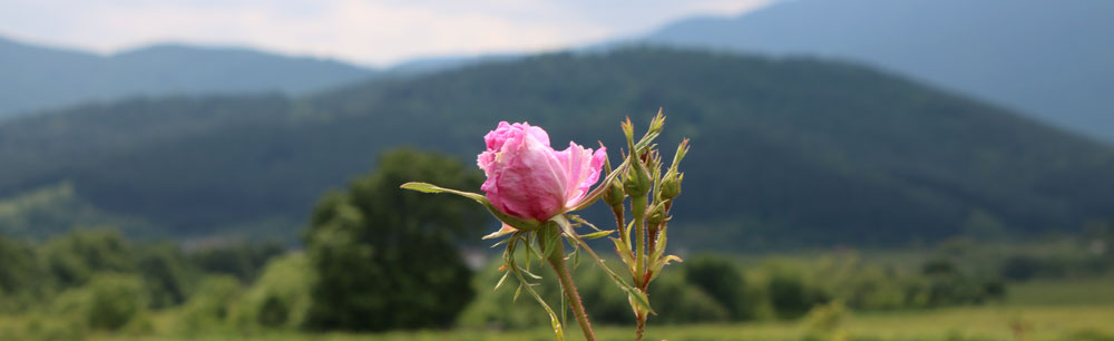 Organic Skin Care Ingredient Rose