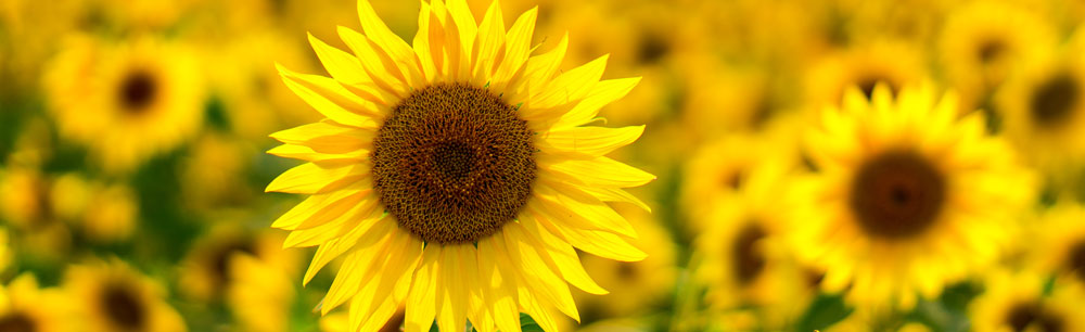 Biodynamic Sunflower Oil in Badger Skin Care Products and Sunscreens