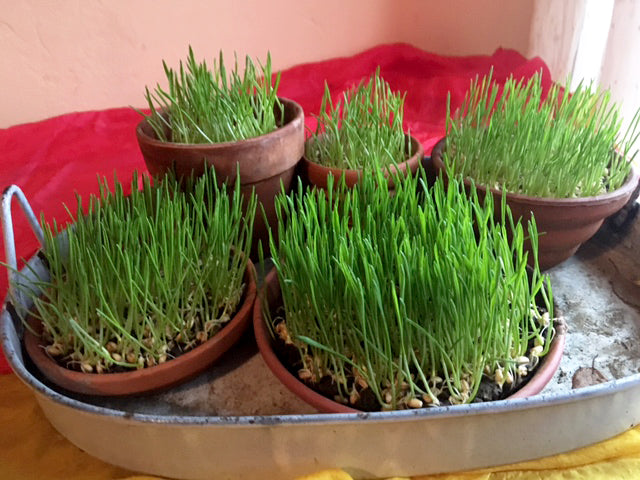 DIY: Grow Your Own Wheatgrass