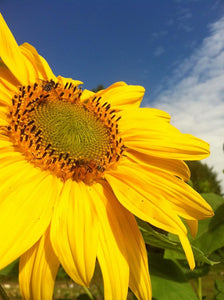 a golden sunflower with its face turned towards the blue sky. in the top corner of the center there is a bee. this picture is from the Badger garden!